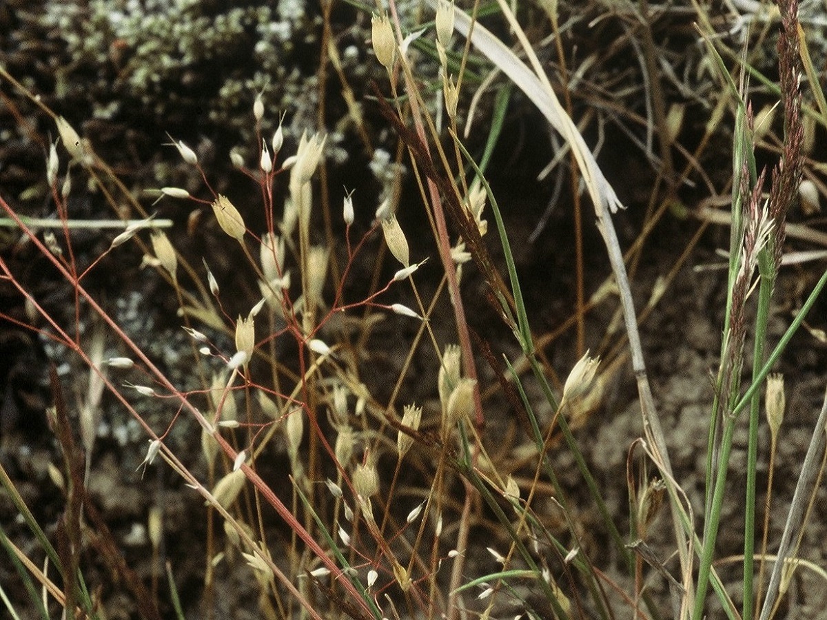 Moenchia erecta (Caryophyllaceae)